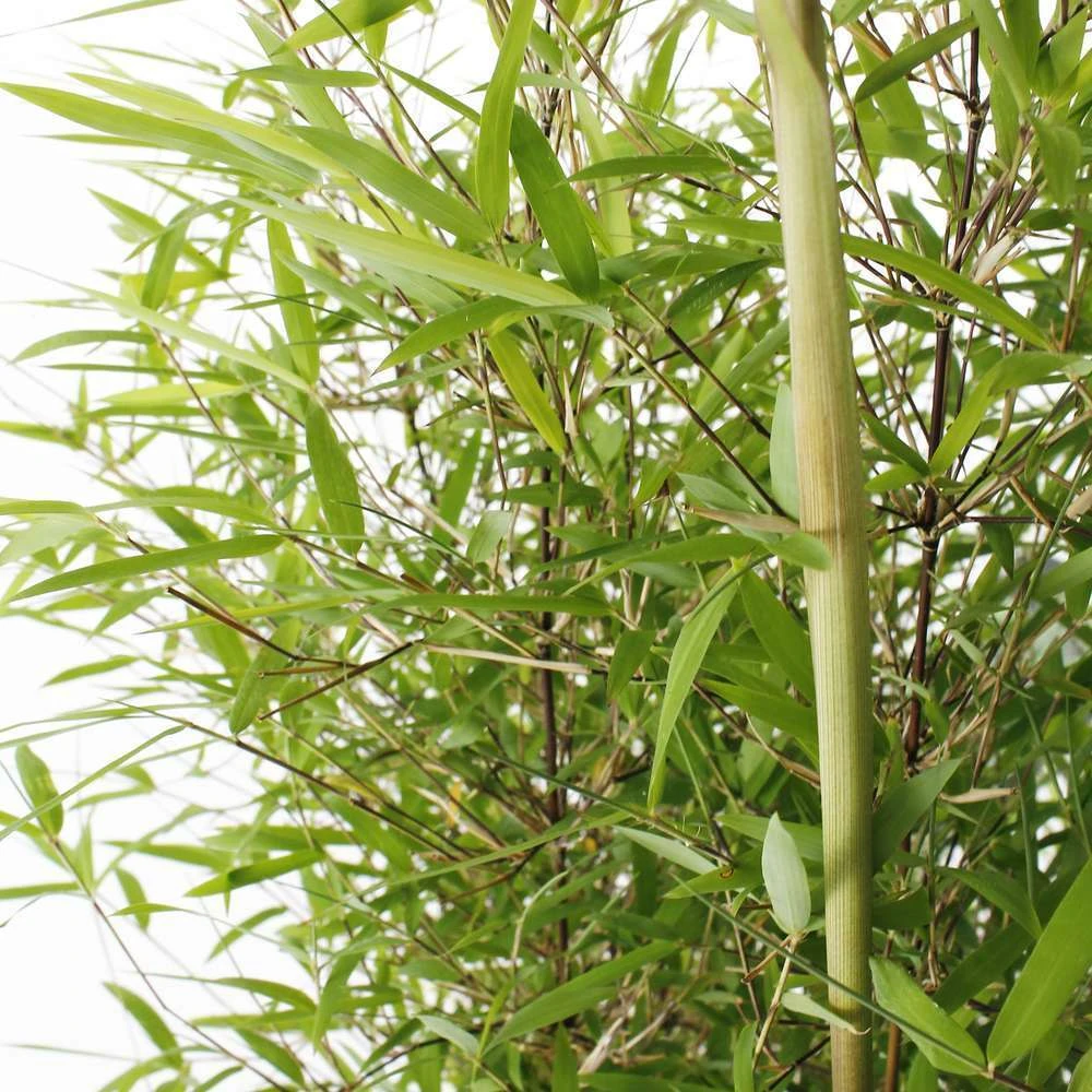 Bambou Non-traçant Fargesia Angustissima: Pot De 5 Litres 3 Bambou Non-traçant Fargesia Angustissima: Pot De 5 Litres – Image 3