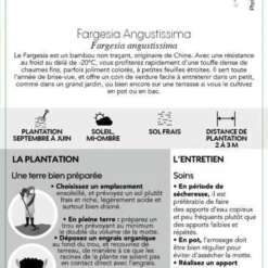 Bambou Non-traçant Fargesia Angustissima: Pot De 5 Litres 9 Bambou Non-traçant Fargesia Angustissima: Pot De 5 Litres -Jardalis Soldes Magasin 825296 007