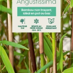 Bambou Non-traçant Fargesia Angustissima: Pot De 5 Litres 8 Bambou Non-traçant Fargesia Angustissima: Pot De 5 Litres -Jardalis Soldes Magasin 825296 008
