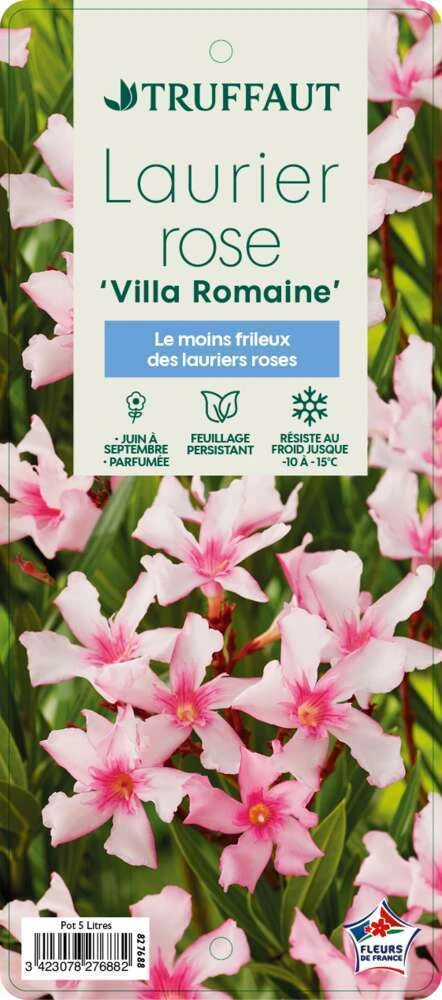 Nerium Oleander Villa Romaine' Pot 5L 1 Nerium Oleander Villa Romaine' Pot 5L