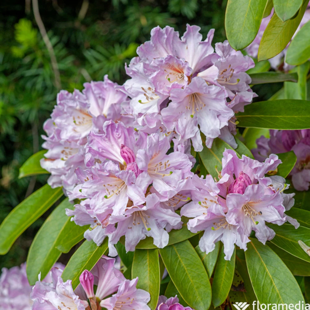 Rhododendron Inkarho Dufthecke : Pot 5L 1 Rhododendron Inkarho Dufthecke : Pot 5L