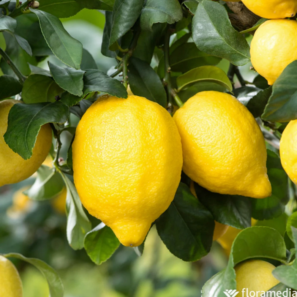 Citronnier : Pot 45L 1 Citronnier : Pot 45L