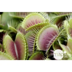 Attrape-mouches : Ø12cm, Pot -Jardalis Soldes Magasin 85271 001