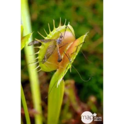 Attrape-mouches : Ø12cm, Pot -Jardalis Soldes Magasin 85271 003