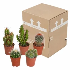Cactus, Box De 5 Plantes - H8cm, ø5,5cm - Plantes D'intérieur 7 Cactus, Box De 5 Plantes - H8cm, ø5,5cm - Plantes D'intérieur -Jardalis Soldes Magasin 855b4e225476998c