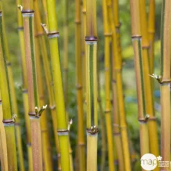 Bambou Moyen Phyllostachys Aureosulcata 'Spectabilis' 150/200 :pot 18L