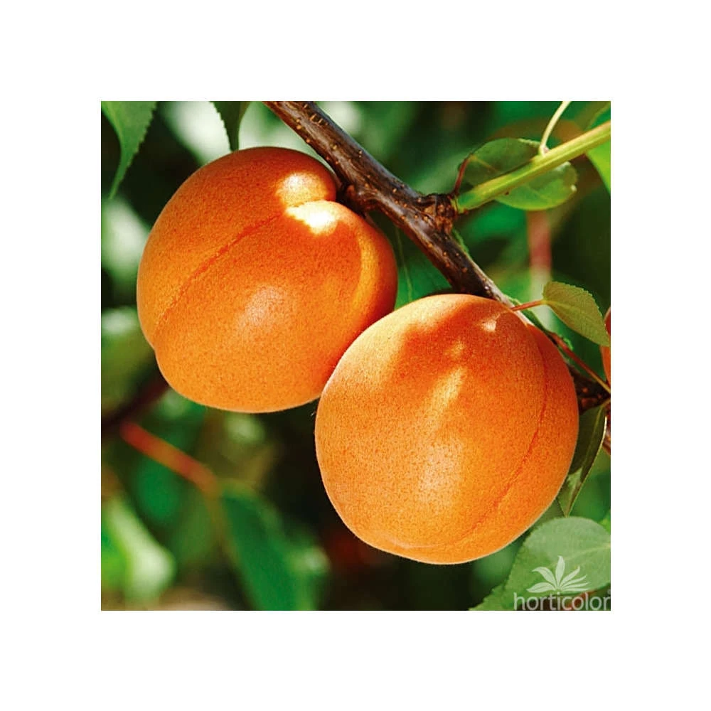 Abricotier Hargrand : Gobelet 3 Ans D'âge Ctr 12 Litres 5 Abricotier Hargrand : Gobelet 3 Ans D'âge Ctr 12 Litres – Image 5