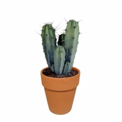 Myrtillocactus Et Son Cache-pot En Terracotta - H40cm, ø17cm - Plante D'intérieur