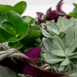 Box 3 Plantes D'intérieur - H20cm, ø12cm - Plantes D'intérieur 7 Box 3 Plantes D'intérieur - H20cm, ø12cm - Plantes D'intérieur -Jardalis Soldes Magasin 9049621b9f88d4c4