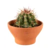 Cactus: Coupe D15cm