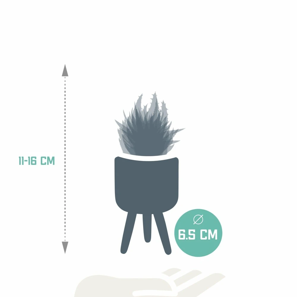 Gasteria, Haworthia Et Leurs Caches-pots, Box De 5 Plantes - H11cm, ø6,5cm - Plantes D'intérieur 2 Gasteria, Haworthia Et Leurs Caches-pots, Box De 5 Plantes - H11cm, ø6,5cm - Plantes D'intérieur – Image 2
