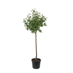 Kaki "Sharon" 1/2T Pot 15L -Jardalis Soldes Magasin 952753 004
