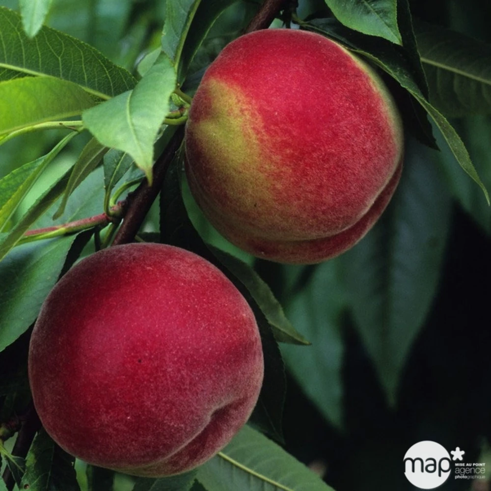 Pêcher à Chair Blanche Amsden, Bio, Gobelet 3 Pêcher à Chair Blanche Amsden, Bio, Gobelet – Image 3