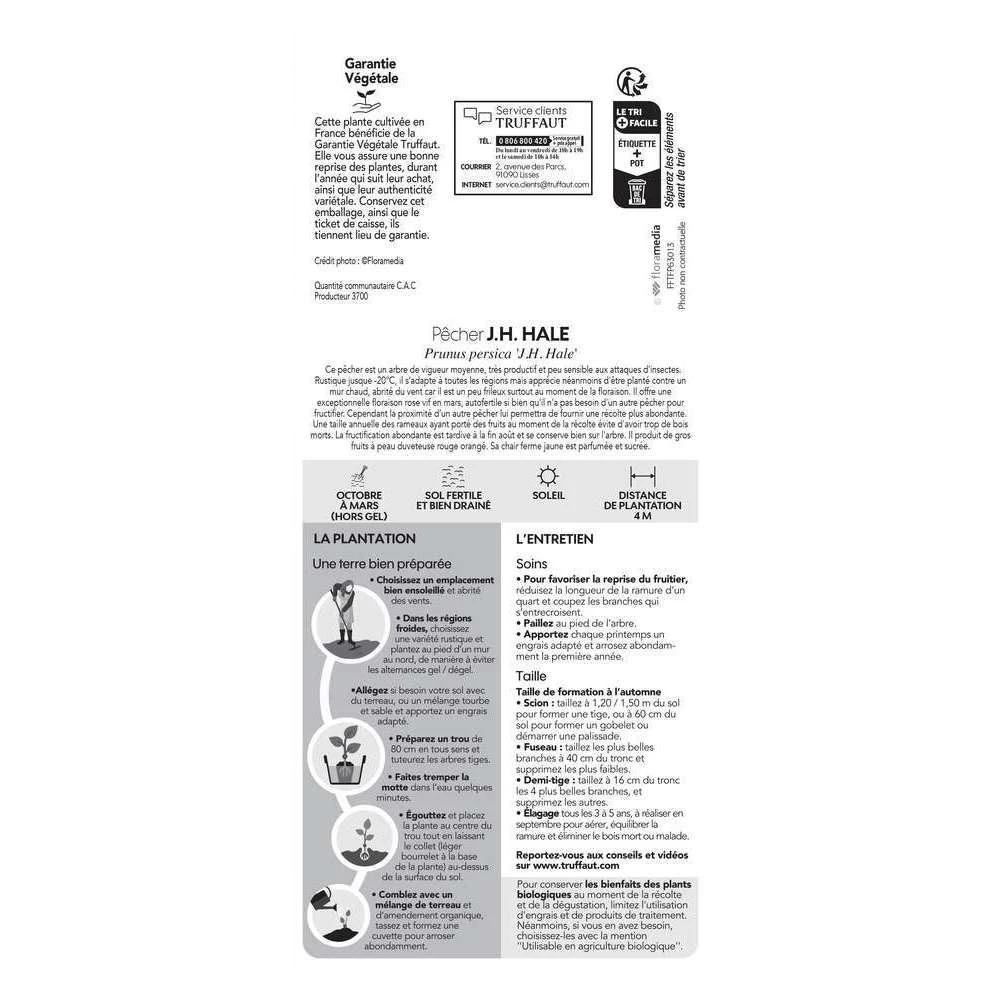 Pêcher à Chair Jaune JH Hale BIO, Gobelet 2 Ans 2 Pêcher à Chair Jaune JH Hale BIO, Gobelet 2 Ans – Image 2