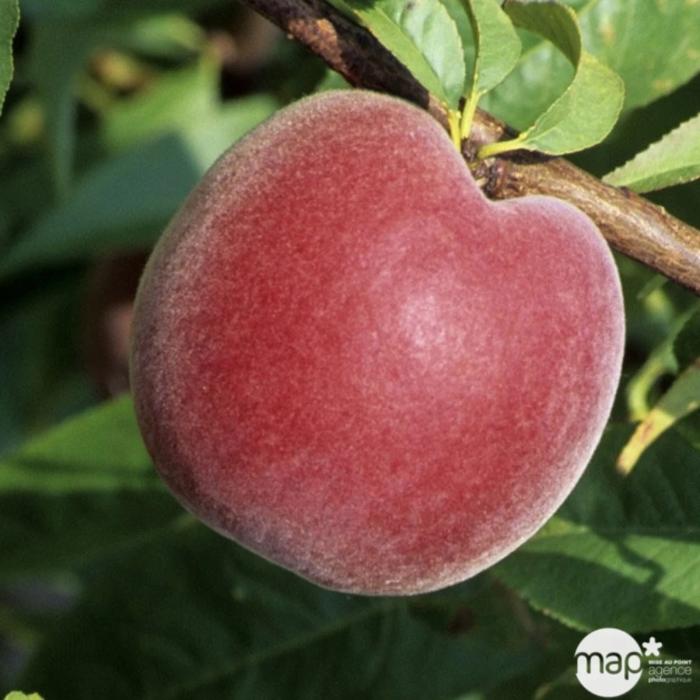 Pêcher à Chair Jaune JH Hale BIO, Gobelet 2 Ans 3 Pêcher à Chair Jaune JH Hale BIO, Gobelet 2 Ans – Image 3
