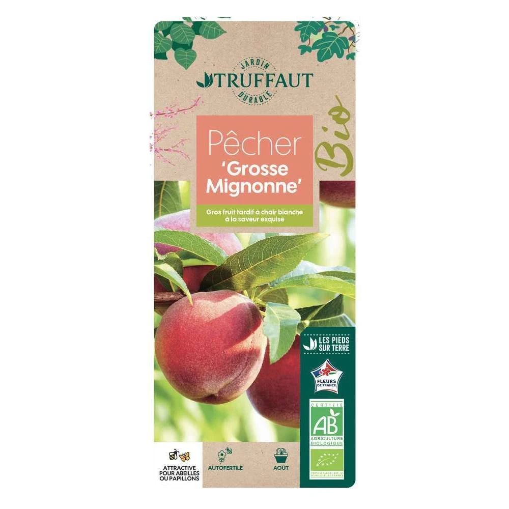 Pêcher Grosse Mignonne Bio, Gobelet 2 Ans 1 Pêcher Grosse Mignonne Bio, Gobelet 2 Ans