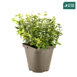 Euonymus Fortunei 'Emerald'n Gold : Pot 3L 6 Euonymus Fortunei 'Emerald'n Gold : Pot 3L -Jardalis Soldes Magasin 954301 001