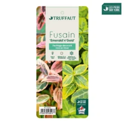 Euonymus Fortunei 'Emerald'n Gold : Pot 3L 7 Euonymus Fortunei 'Emerald'n Gold : Pot 3L -Jardalis Soldes Magasin 954301 003