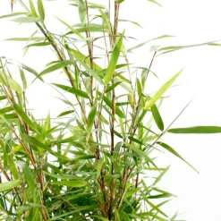 Bambou Non-traçant Fargesia 'Asian Wonder':pot 10L