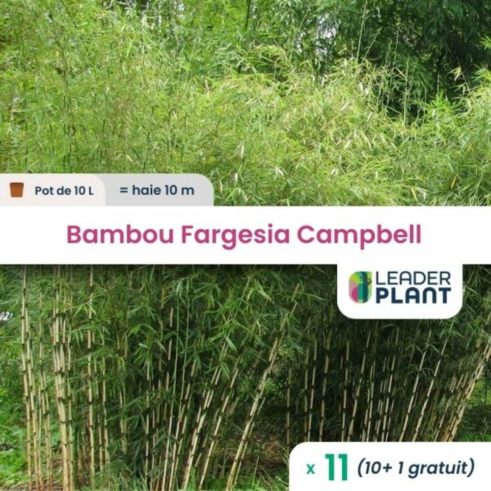 11 X Bambou Fargesia Campbell En Pot De 10 L 1 11 X Bambou Fargesia Campbell En Pot De 10 L