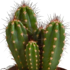 Cactus, Box De 3 Plantes - H15cm, ø10,5cm - Plantes D'intérieur -Jardalis Soldes Magasin a87631cfc895184c