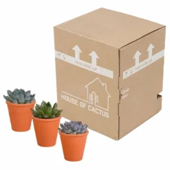 Echeveria Et Leurs Caches-pots Terracotta, Box De 3 Plantes - H12cm, ø9,5cm - Plantes D'intérieur 7 Echeveria Et Leurs Caches-pots Terracotta, Box De 3 Plantes - H12cm, ø9,5cm - Plantes D'intérieur -Jardalis Soldes Magasin b844b44b7419e9dd