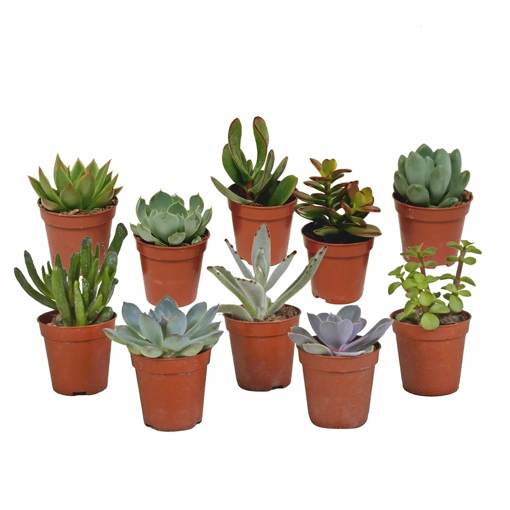Succulentes, Box De 10 Plantes - H13cm, ø5,5cm - Plantes D'intérieur 1 Succulentes, Box De 10 Plantes - H13cm, ø5,5cm - Plantes D'intérieur
