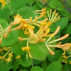 Chèvrefeuille De Tellmann - Lonicera Tellmaniana 3l