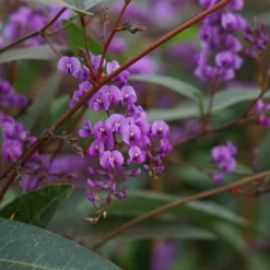 Hardenbergia Violacea - Hardenbergia Violacea 3l