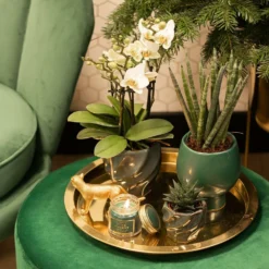 Haworthia Limifolia - ø6cm - H11cm, ø6cm - Plante D'intérieur 7 Haworthia Limifolia - ø6cm - H11cm, ø6cm - Plante D'intérieur -Jardalis Soldes Magasin bf7305019d958c28