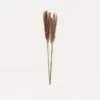 Plumeaux Plante Pampa Brun 70cm Lot De 12