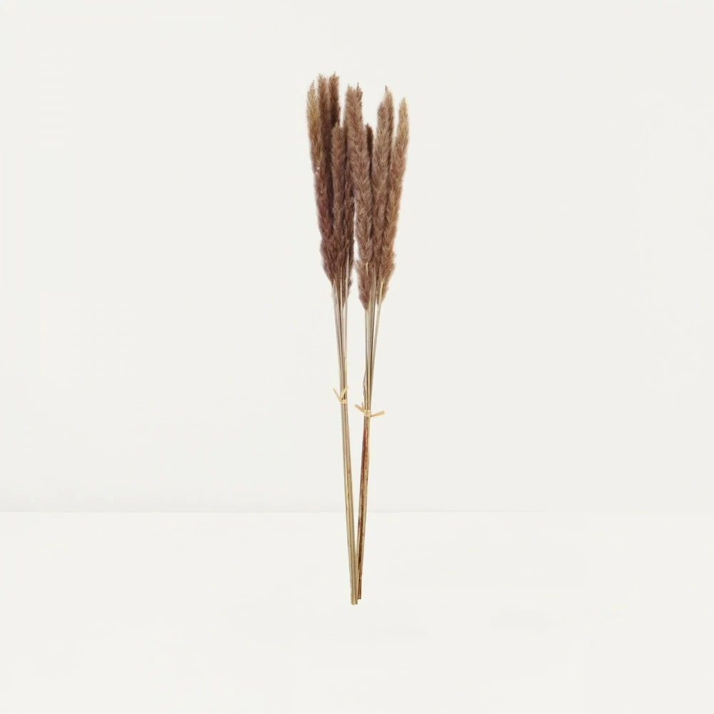 Plumeaux Plante Pampa Brun 70cm Lot De 12 1 Plumeaux Plante Pampa Brun 70cm Lot De 12