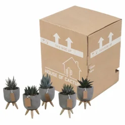 Gasteria, Haworthia Et Leurs Caches-pots, Box De 5 Plantes - H11cm, ø6,5cm - Plantes D'intérieur 7 Gasteria, Haworthia Et Leurs Caches-pots, Box De 5 Plantes - H11cm, ø6,5cm - Plantes D'intérieur -Jardalis Soldes Magasin ca78553d44d0f269