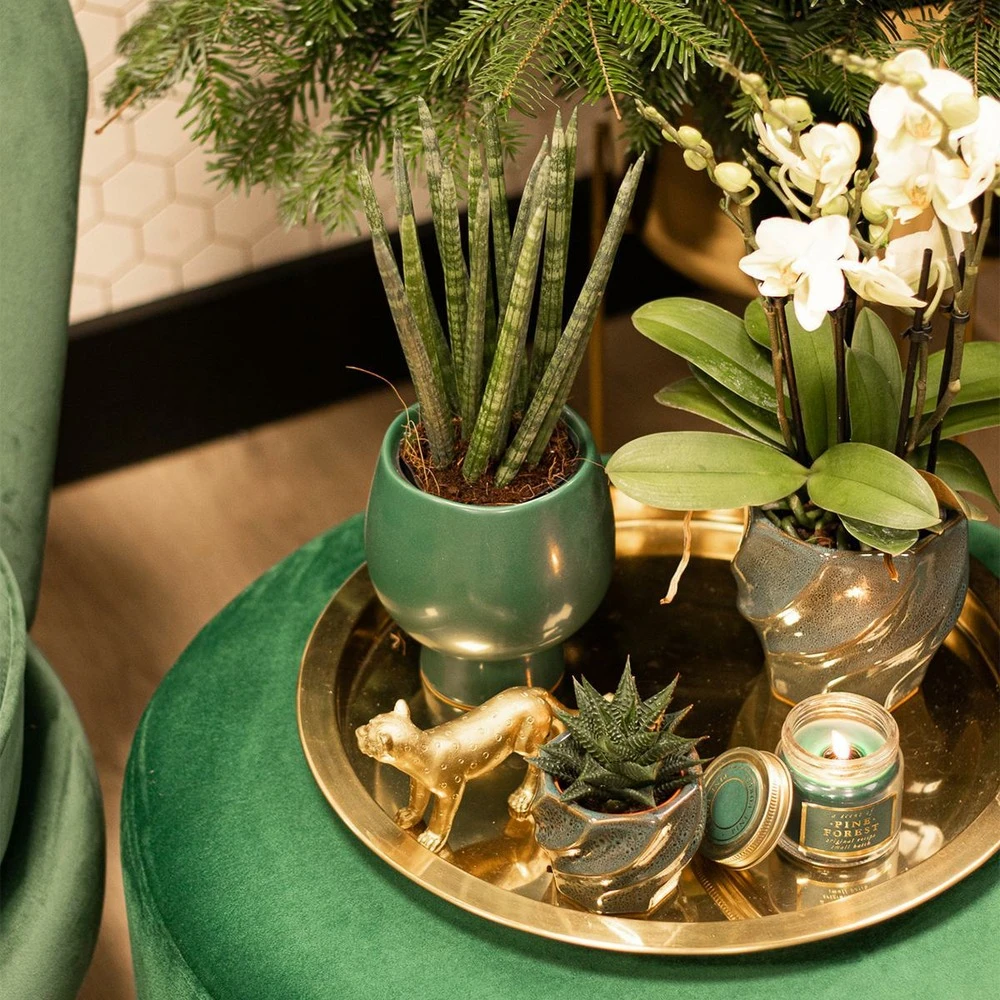 Haworthia Limifolia - ø6cm - H11cm, ø6cm - Plante D'intérieur 2 Haworthia Limifolia - ø6cm - H11cm, ø6cm - Plante D'intérieur – Image 2