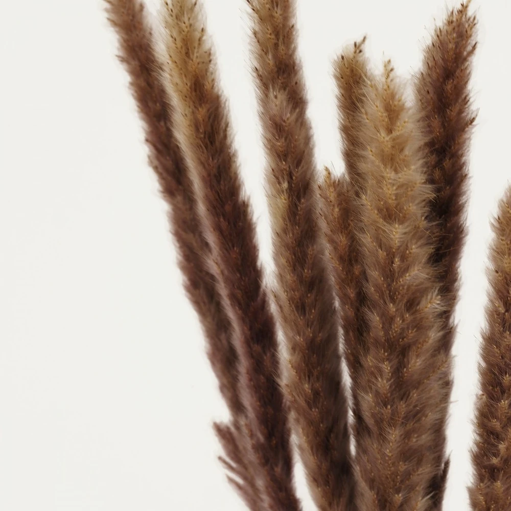 Plumeaux Plante Pampa Brun 70cm Lot De 12 3 Plumeaux Plante Pampa Brun 70cm Lot De 12 – Image 3