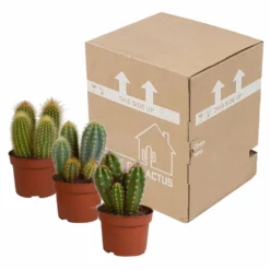 Cactus, Box De 3 Plantes - H15cm, ø10,5cm - Plantes D'intérieur -Jardalis Soldes Magasin d459fa507b1fa377