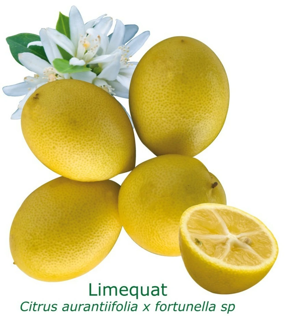 Limequat Bio Tailles:pot De 3 Litres, Hauteur 30/40 Cm 1 Limequat Bio Tailles:pot De 3 Litres, Hauteur 30/40 Cm