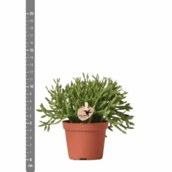 Rhipsalis Baccifera - H10cm, ø6cm - Plante D'intérieur 9 Rhipsalis Baccifera - H10cm, ø6cm - Plante D'intérieur -Jardalis Soldes Magasin d8a9a5d59c839e84