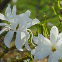 Magnolia étoilé Stellata/pot De 4l - 40/60 Cm 7 Magnolia étoilé Stellata/pot De 4l - 40/60 Cm -Jardalis Soldes Magasin d8d2b549ab6873c6