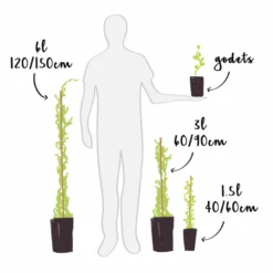 Bignone 'atropurpurea' Campsis Radicans 3l 5 Bignone 'atropurpurea' Campsis Radicans 3l -Jardalis Soldes Magasin d8f73444bba31470