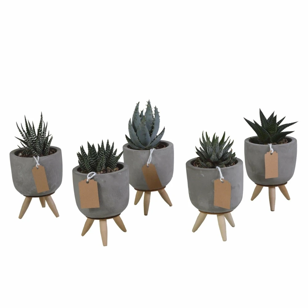 Gasteria, Haworthia Et Leurs Caches-pots, Box De 5 Plantes - H11cm, ø6,5cm - Plantes D'intérieur 1 Gasteria, Haworthia Et Leurs Caches-pots, Box De 5 Plantes - H11cm, ø6,5cm - Plantes D'intérieur