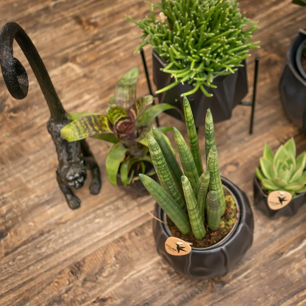 Rhipsalis Baccifera - H15cm, ø9cm - Plante D'intérieur 2 Rhipsalis Baccifera - H15cm, ø9cm - Plante D'intérieur – Image 2