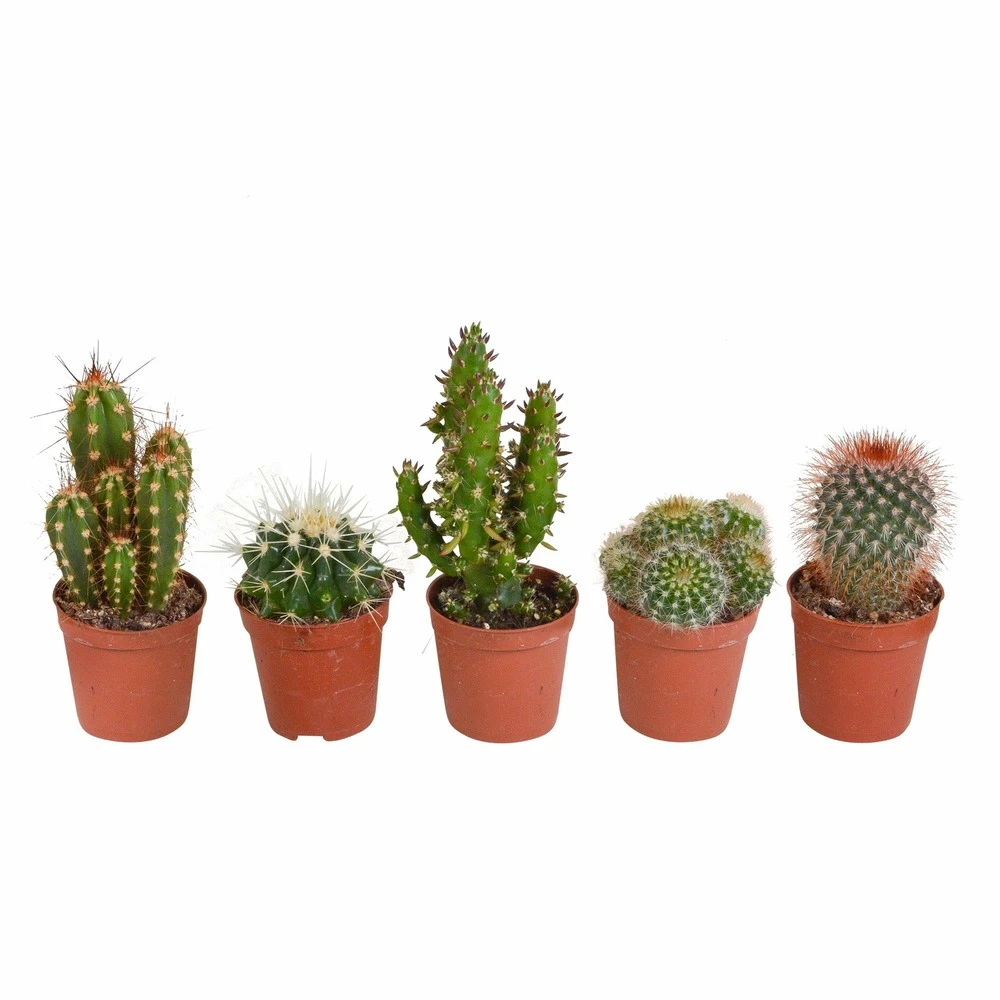 Cactus, Box De 5 Plantes - H8cm, ø5,5cm - Plantes D'intérieur 1 Cactus, Box De 5 Plantes - H8cm, ø5,5cm - Plantes D'intérieur