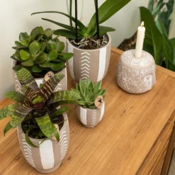 Echeveria Miranda - H13cm, ø9cm - Plante D'intérieur 7 Echeveria Miranda - H13cm, ø9cm - Plante D'intérieur -Jardalis Soldes Magasin e48b09644112b9bd