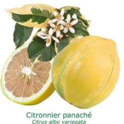 Citronnier Rose 4 Saisons Bio Tailles:pot De 3 Litres, Hauteur 30/40 Cm