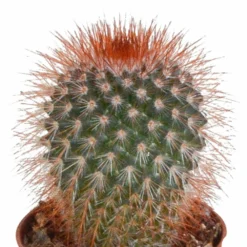 Cactus, Box De 5 Plantes - H8cm, ø5,5cm - Plantes D'intérieur 9 Cactus, Box De 5 Plantes - H8cm, ø5,5cm - Plantes D'intérieur -Jardalis Soldes Magasin eabf162e297f7ccf