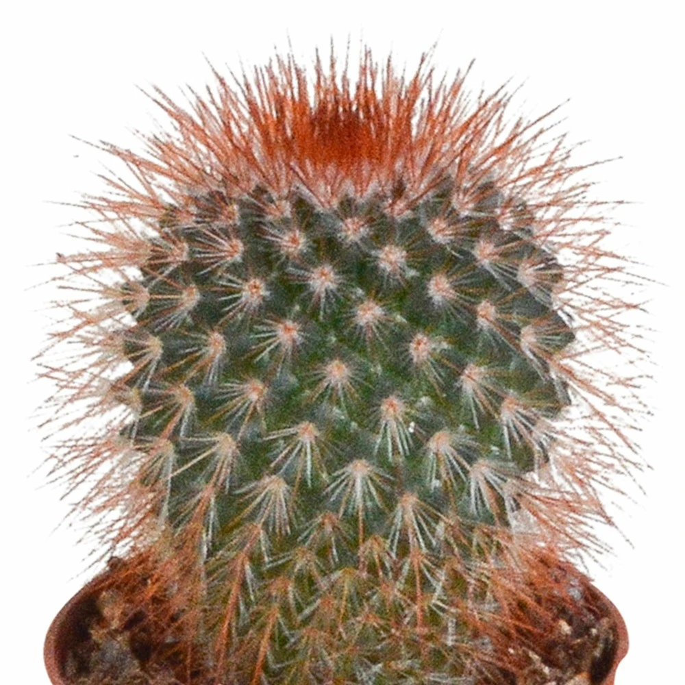 Cactus, Box De 5 Plantes - H8cm, ø5,5cm - Plantes D'intérieur 5 Cactus, Box De 5 Plantes - H8cm, ø5,5cm - Plantes D'intérieur – Image 5