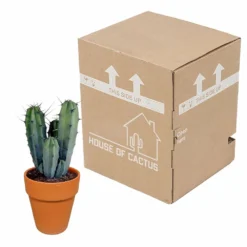 Myrtillocactus Et Son Cache-pot En Terracotta - H40cm, ø17cm - Plante D'intérieur 7 Myrtillocactus Et Son Cache-pot En Terracotta - H40cm, ø17cm - Plante D'intérieur -Jardalis Soldes Magasin f9dc4db908057f89