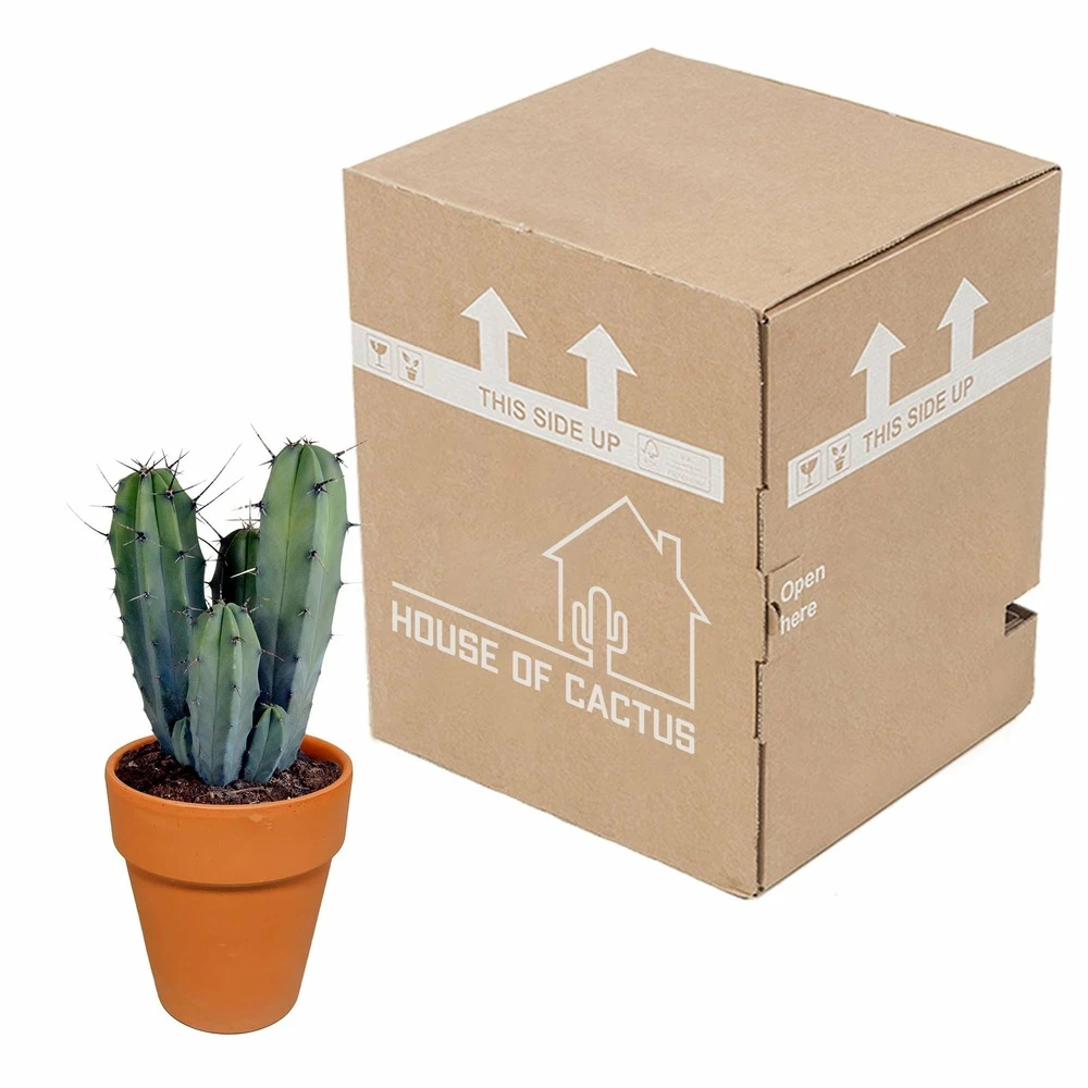 Myrtillocactus Et Son Cache-pot En Terracotta - H40cm, ø17cm - Plante D'intérieur 3 Myrtillocactus Et Son Cache-pot En Terracotta - H40cm, ø17cm - Plante D'intérieur – Image 3
