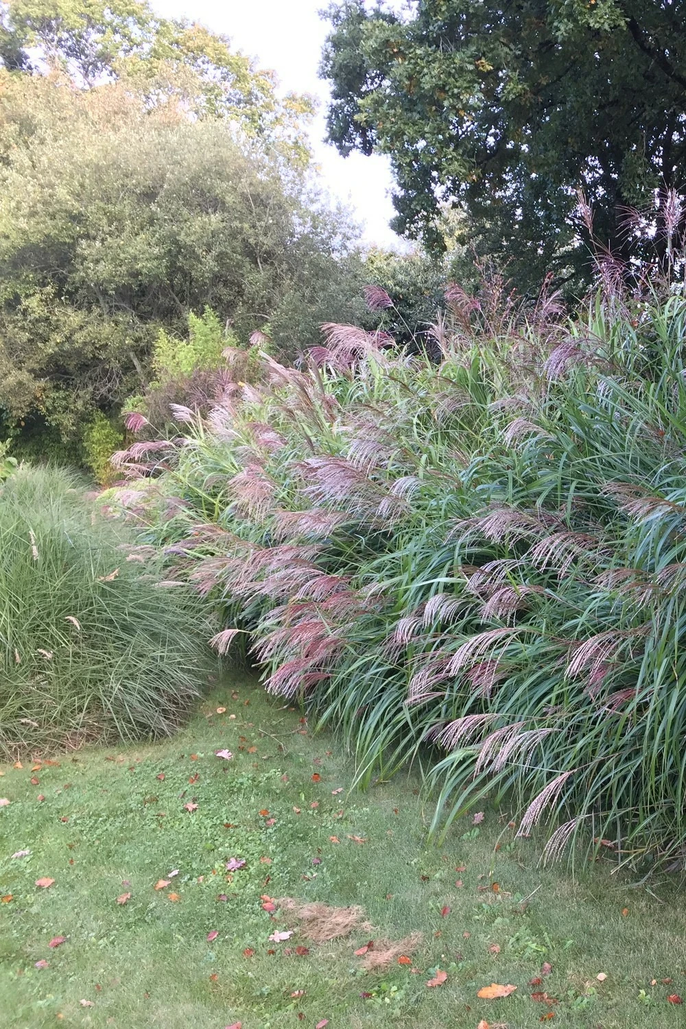 Miscanthus 'gracillimus' - 3l 1 Miscanthus 'gracillimus' - 3l